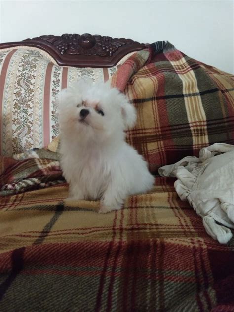 Pin by cat lach on TEACUP MALTESE | Maltese puppy, Teacup maltese, Maltese