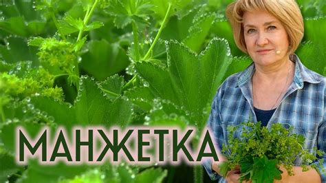 Манжетка обыкновенная – лечебные свойства, применение, фото