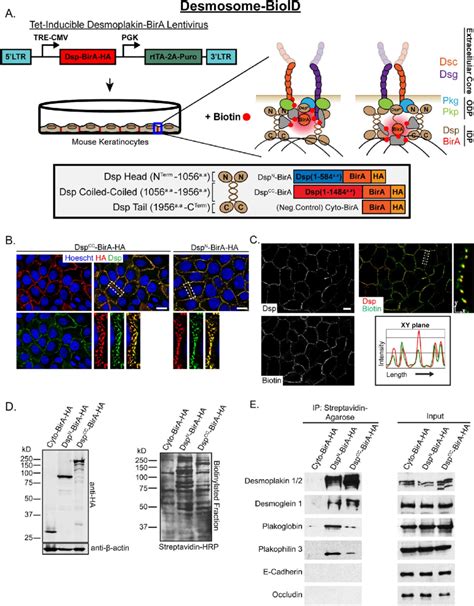 Development Of Desmosome BioID In Keratinocytes A Schematic Of