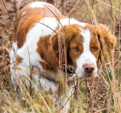 Brittany Spaniel - dog breed information and images - K9 Research