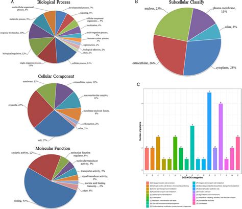 Gene Ontology GO Analysis Of Differentially Expressed Proteins In