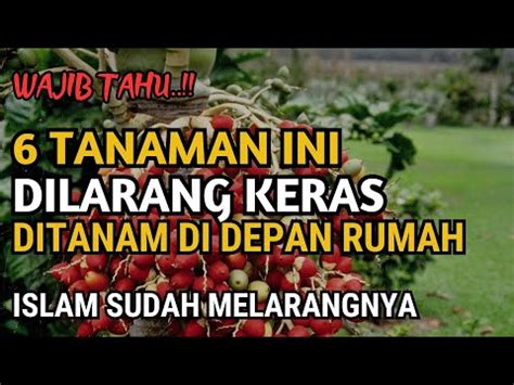 HATI HATI INILAH 6 TANAMAN YANG DILARANG DITANAM DIDEPAN RUMAH