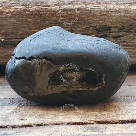 Big Golden Narsimha Shaligram From Gandaki River Nepal Salagram Stone