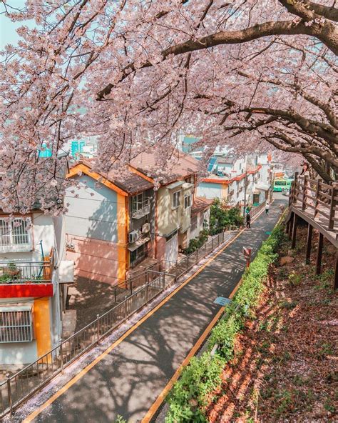 Cherry Blossom Hunting Tour From Busan Klook Hong Kong