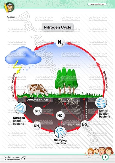 Nitrogen Cycle Worksheet Fill And Sign Printable Template Online