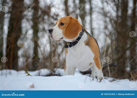 Perro Del Beagle Que Mastica Una Rama Seca En Bosque Del Invierno Foto