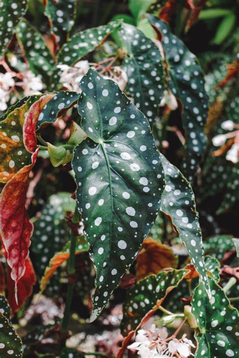 Beginner S Guide To Begonia Maculata How To Grow Gorgeous Polka Dot