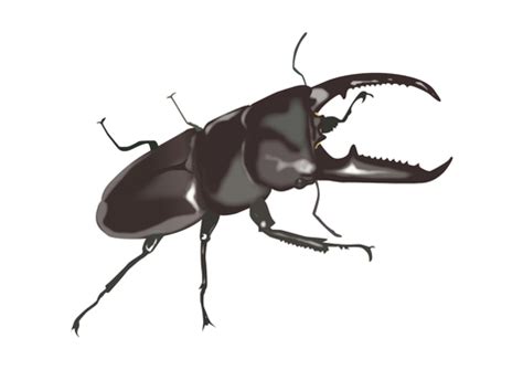 Free Vectors Stag Beetle Clip Art Library