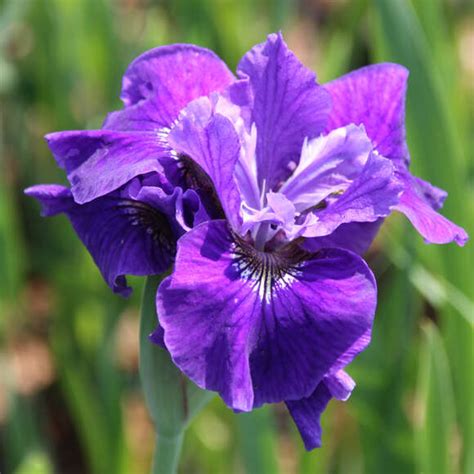 Sibirische Schwertlilie Iris Sibirica Ruffled Velvet Violett