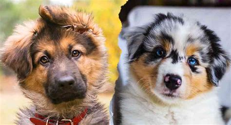 Australian Shepherd vs German Shepherd Dog Breed Comparison