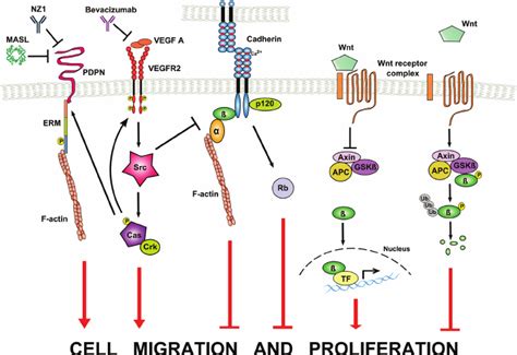 Contact Growth Inhibition And The Control Of Cell Proliferation And