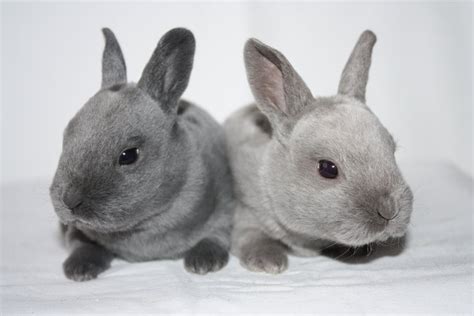 Mini Rex Color Guide Wildriver Rabbitry