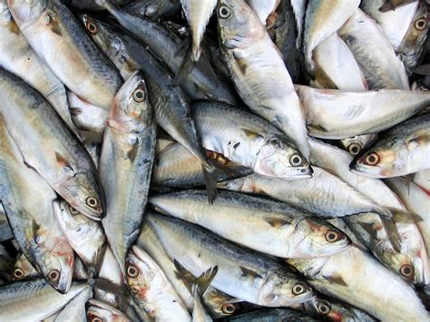 Sardines Top 10 Health Benefits Of Sardines