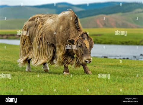 Yak Bos Mutus With Long Light Brown Hair Orkhon Valley Khangai