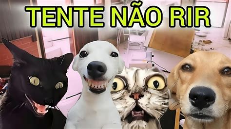 Tente N O Rir Os Cachorros E Os Gatos Mais Engra Ados Destruindo