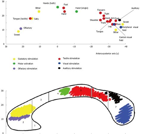 Callosal Activation And Callosal Fibers Topography A Summary Diagram