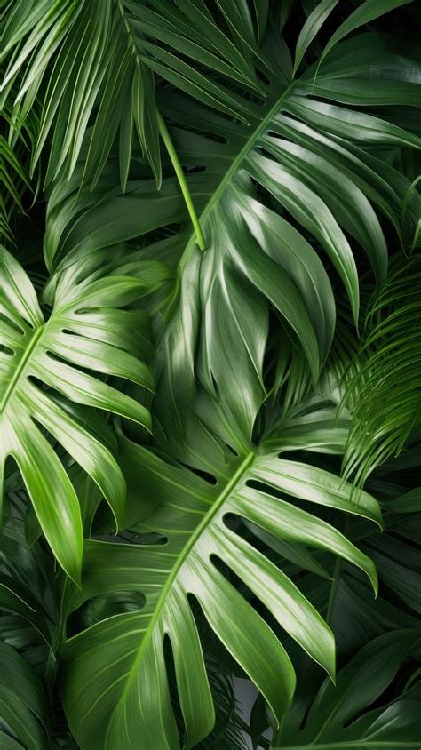 Tropical Leaves Backgrounds Vegetation Outdoors Premium Photo Rawpixel