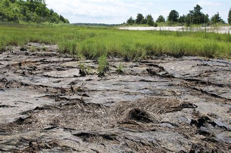 Mud Swamp Elise Trelegan Flickr