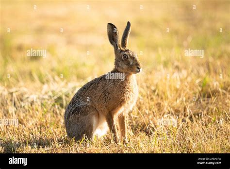 Brown Hare Uk Stock Photo Alamy