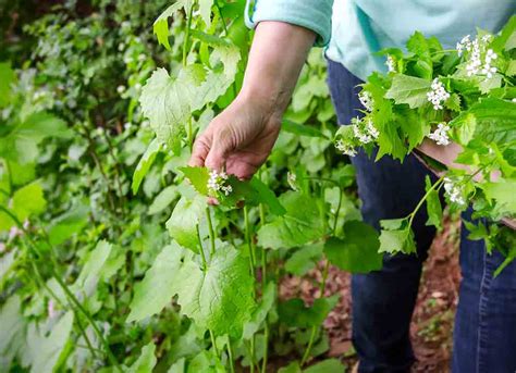 Survival Fundamentals Foraging Safe Wild Edibles Off Grid World