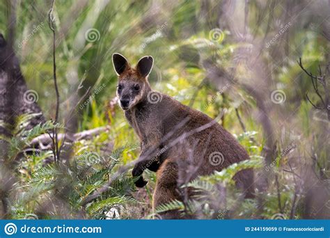 Swamp Wallaby Wallabia Bicolor Stock Image Image Of Vertebrates