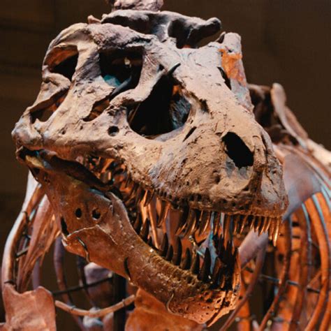 Why the sale of a T. rex fossil could be a big loss for science