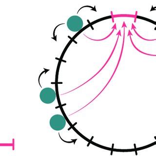 An Illustration Of Diffusion With Exclusion And Local Resetting On A