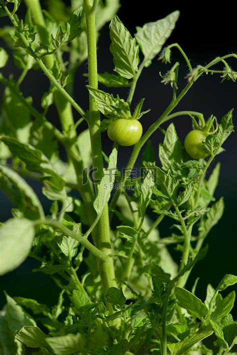 番茄植株的非常生动的亮绿色垂直特写图像高清摄影大图 千库网