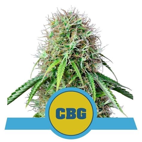 Buy Royal Cbg Auto Feminized Seeds By Royal Queen Seeds In America