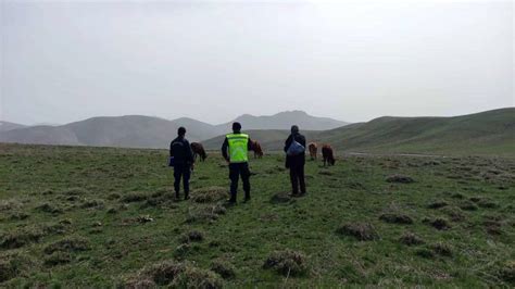 Bayburt Ta Kaybolan B Y Kba Hayvan Jandarma Ekiplerince Bulundu