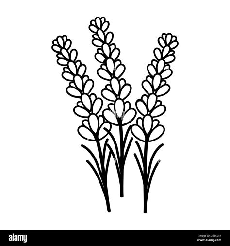 Lavendel Blume Floral Von Hand Gezeichnet Vektor Design Illustration