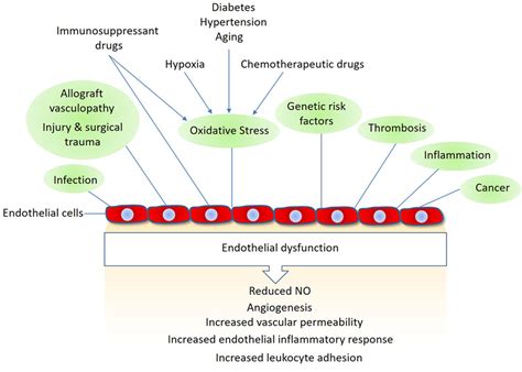 Frontiers Defenders And Challengers Of Endothelial Barrier Function