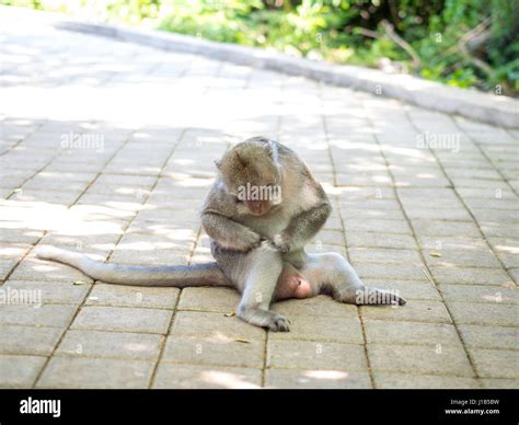 Fat monkey hi-res stock photography and images - Alamy