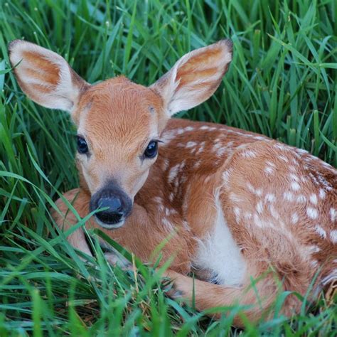 How to Identify a Female Deer | Sciencing