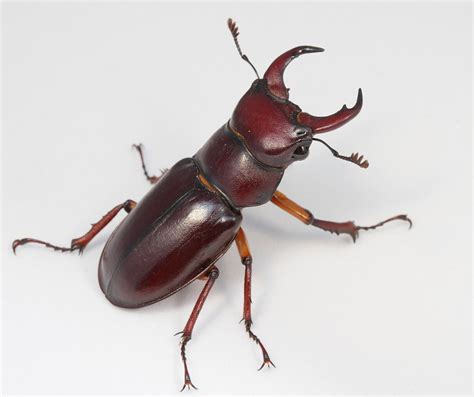 Reddish Brown Stag Beetle Male Lucanus Capreolus Or Pseud Flickr