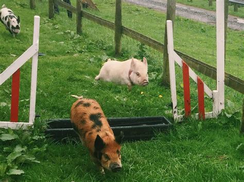 Pennywell Farm Cuddle Mini Pigs In Devon England