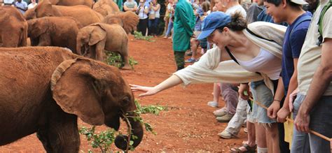 David Sheldrick Elephant Orphanage Day Trip – Blends of Africa