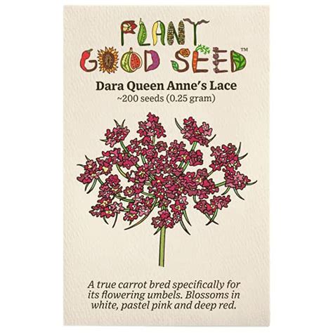 Best Queen Anne’s Lace Seeds For Your Garden