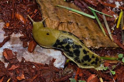 Spotted Variety Pacific Banana Slug Ariolimax Columbianus