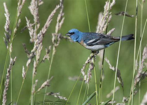 Male Lazuli Buntings Photographed In The Wasatch Mountains Mia