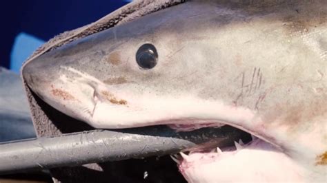 11 Foot Great White Shark Maple Pings 43 Miles Off The Florida Coast