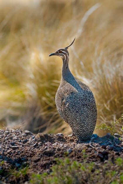 Elegante Crested Tinamou En Entorno De Pastizales Pampeanos Provincia