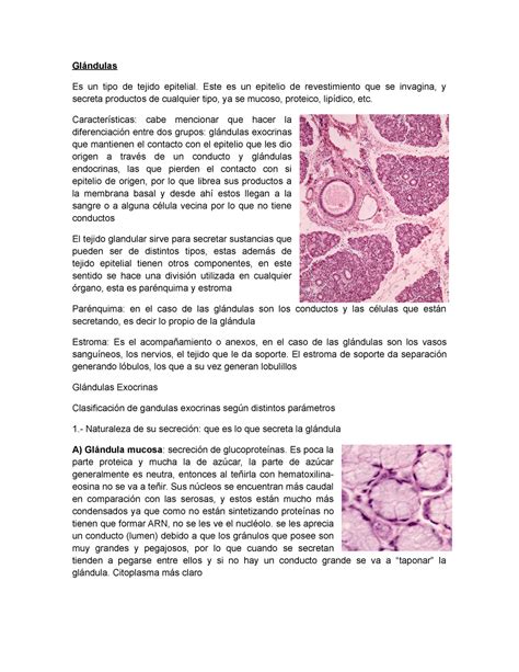 Epitelio Glandular Apuntes 1 Glándulas Es Un Tipo De Tejido Epitelial Este Es Un Epitelio