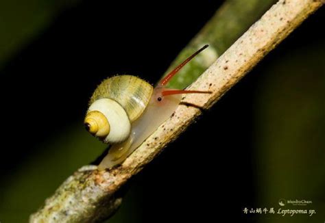 Check Out This Little Cute Rainforest Snail Leptopoma Sp In The