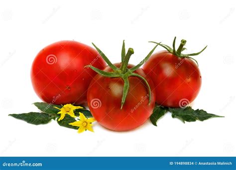 Folhas E Frutos De Tomate Vermelho Fresco Em Fundo Branco Foto De Stock