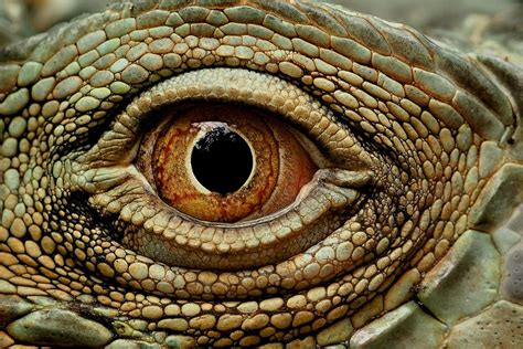 Crazy Paving Reptile Eye Lizard Eye Macro Photography