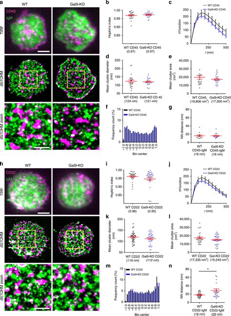 Galectin 9 Increases Colocalization Between CD22 And IgM In Primary B