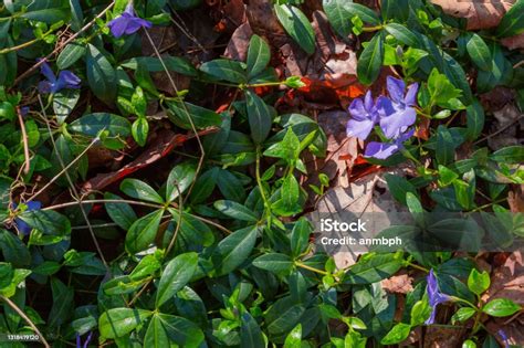 Flowering Vinca Covered With Dew In Spring Forest Top View Stock Photo