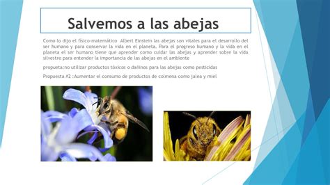 Calam O Salvemos A Las Abejas