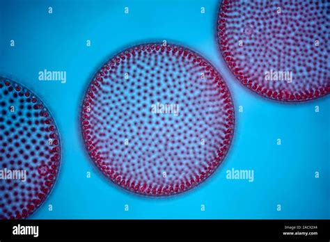 Fluorescence Light Micrograph Of Volvox Sp Colonies Volvox Are Small